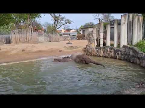 EEG Afrikanischer Elefant - Zoo Halle/Saale, D, 13.04 2024 - Pori, Tamika und Elani im Badebecken.