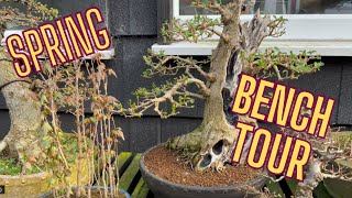 The Art of Bonsai: Nature's Tiny Masterpieces