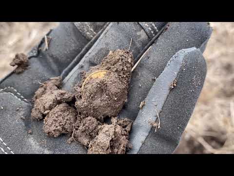 La mia prima ricerca di monete d'oro con il metal detector!