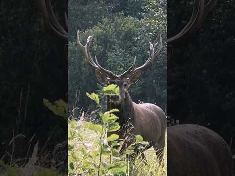 Provoking red stag to fight!🌿🦌 #hunting