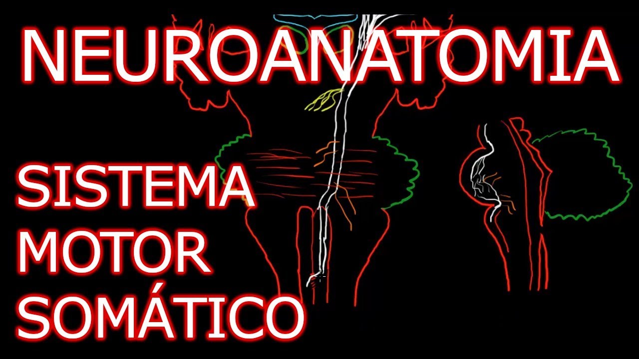 Aula: Neuroanatomia - Sistema Motor Somático (Vias Descendentes) | Neuroanatomia Humana #4