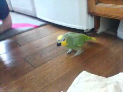big brother get attack by mums parrot