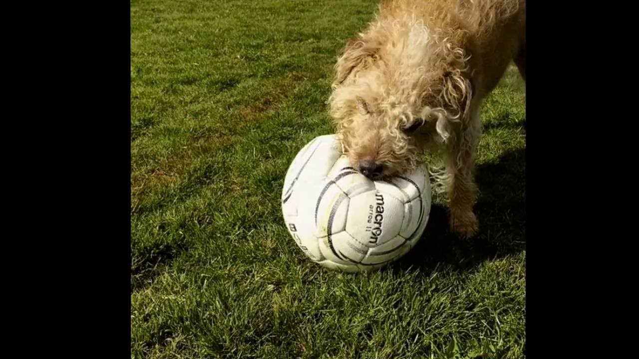 Best Dog in the World Red JRT x Lakeland Terrier and Friends