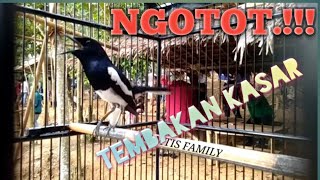 Download lagu PEMANASAN KACER SEBELUM LOMBA...BIKIN KACER LAIN EMOSI POLLL.!!! || KAMTIS FAMILY mp3