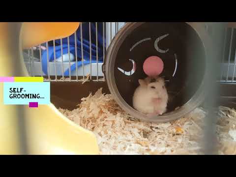 THE BEHAVIOUR OF ROBOROVSKI HAMSTER