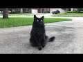 Terbaru Siberian black cat, Video Solid Black Siberian Cats terbaru!