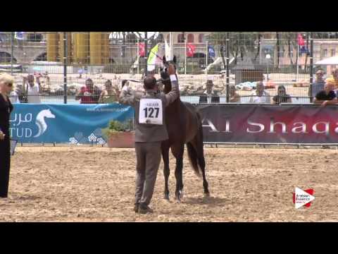 N.126 D KHATTAF - Menton 2015 - Colts 3 years old (Class 8)