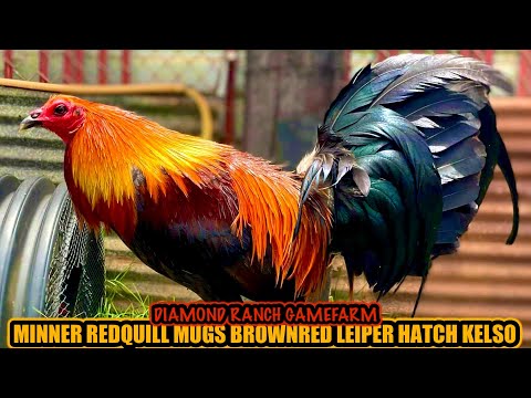 Minner Redquill Mugs Brownred Leiper Hatch Kelso ~ DIAMOND RANCHT GAMEFARM