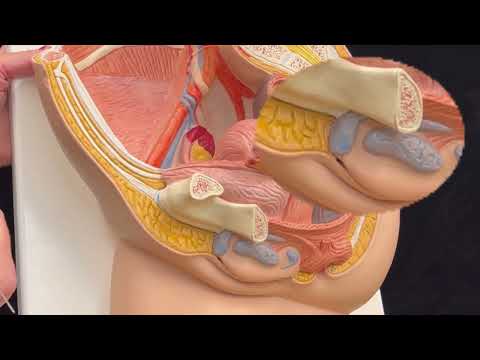 Female Reproductive System - Vulva, Vagina & Uterus