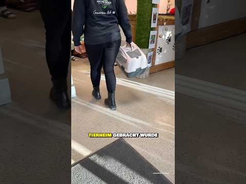 Kater nach 24 Stunden wieder ins Tierheim zurück gebracht?😥 #tierrettung #tierheim #katze #kater
