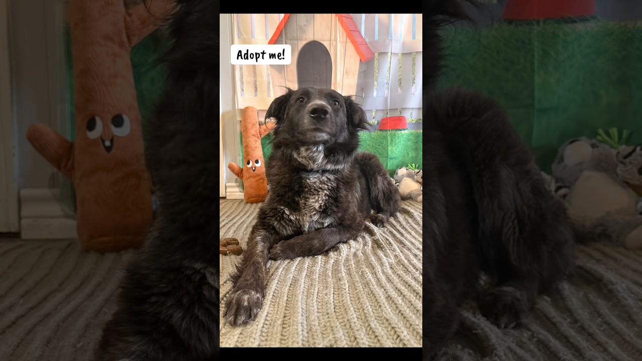 Daisy, a ADOPTABLE mixed breed in Coahoma, TX video 5/5