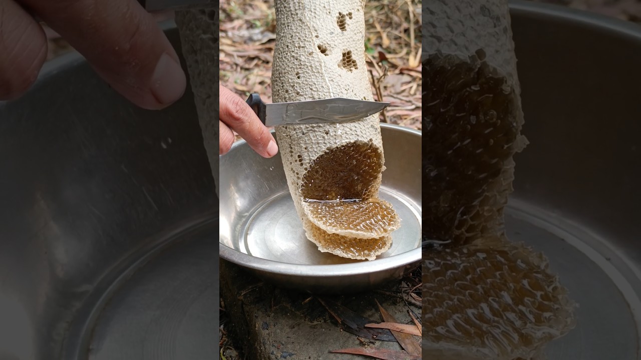 pure fresh honey #honey #shortvideo #nature
