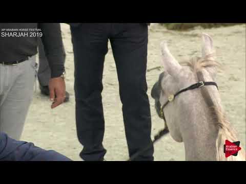 N 41 D FANNANAH   Sharjah International 2019