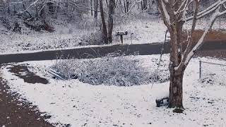 Wv snow day