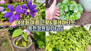 클레마티스 심기&야생화 화단 여름근황!! 비료를 너무 많이 줬더니 생긴일... 홍천정원일기 Ep5!!