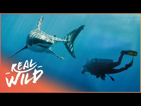 Why Are There So Many Shark Attacks In South Africa? | Mystery Of Shark Beach | Real Wild