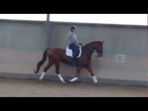 Bernstein 91 - Trab Rechts