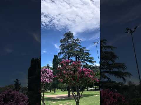 Sarmiento Park in #cordoba #argentina with #birds #Nature Sounds, #flower and #trees