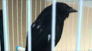 Download lagu Burung Srigunting Hitam Drongo Jinak Isian Suara Bervariasi mp3
