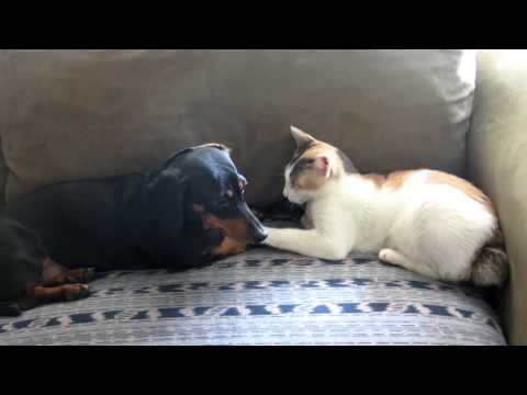 Funny dog videos - How to kiss dog and cat?