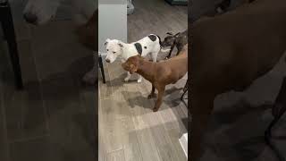 Video preview image #1 Labrador Retriever-Unknown Mix Puppy For Sale in The Woodlands, TX, USA