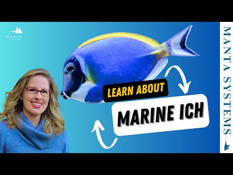 Marine Ich – Symptoms, Treatment & Prevention Guide
