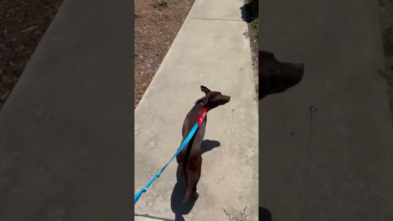 Enlarge Raine, a Adoptable mixed breed in Oceanside, CA video 6/6