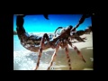 Trbute To Sea Scorpions 