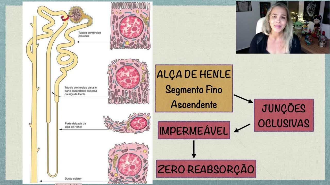 Alça de Henle Segmento Fino