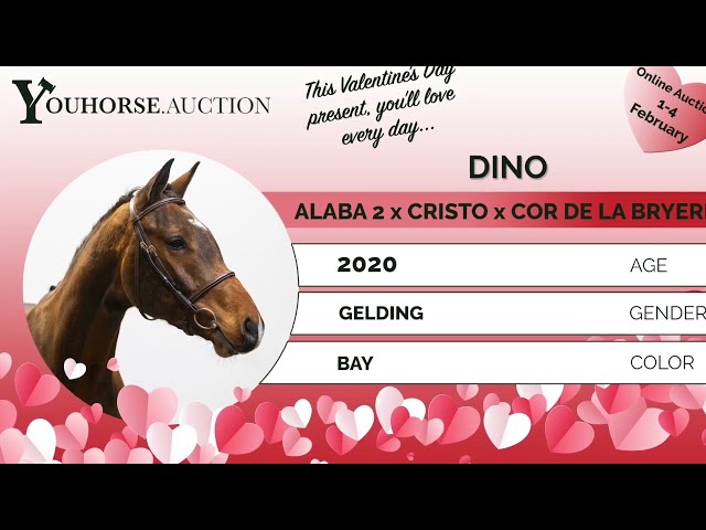 Dino homevideo