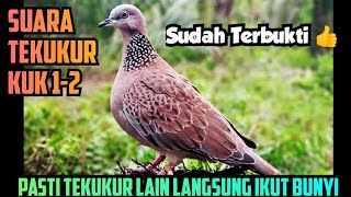 Download lagu SUARA BURUNG TEKUKUR MEMANGGIL TEMAN NYA || BURUNG YANG JAUH LANGSUNG MENDEKAT mp3