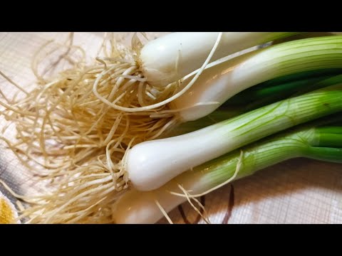 It repairs bones, lowers sugar and fat, strengthens the heart and kidneys, regulates digestion and..