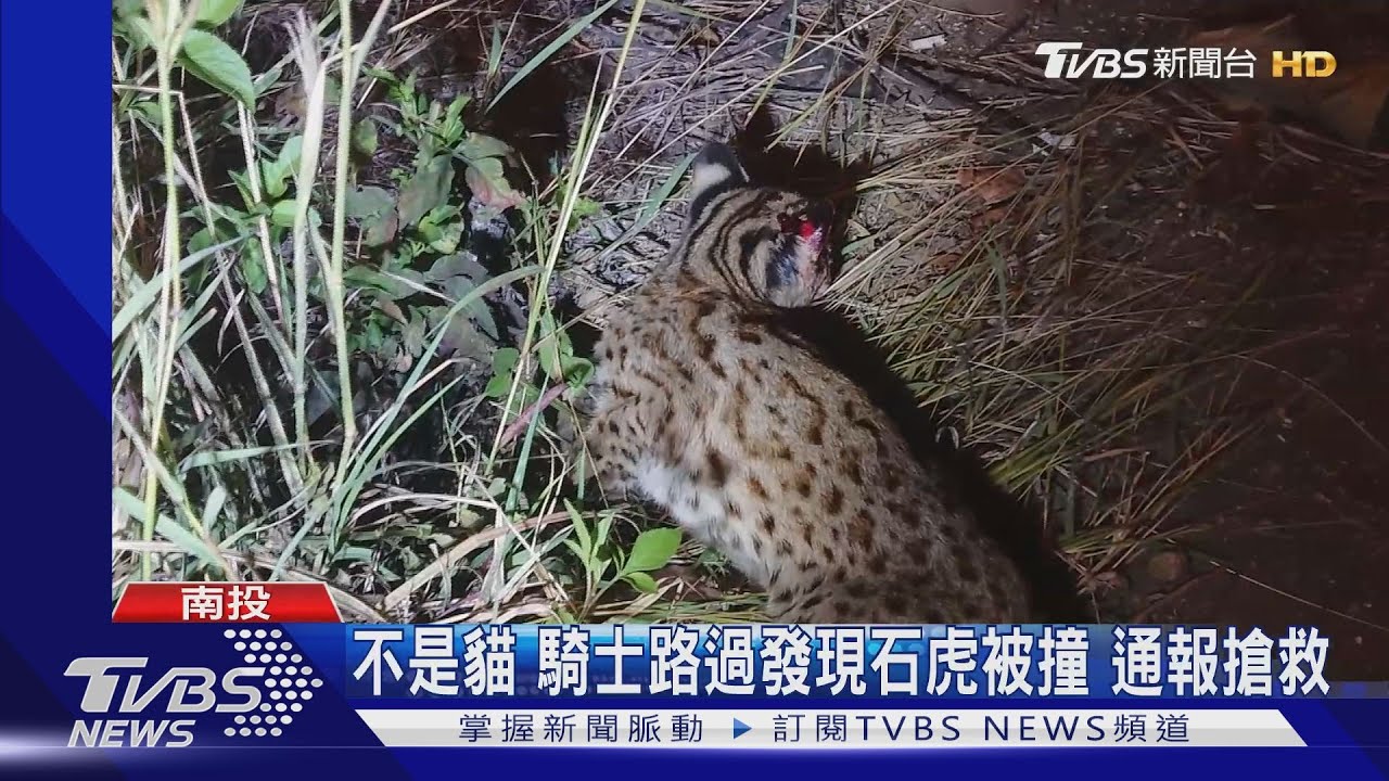 不是貓！騎士路過發現石虎被撞　通報搶救