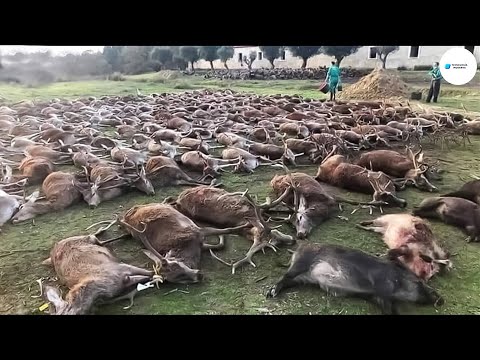 , title : 'Cómo Los Agricultores Estadounidenses Lidian Con Millones De Animales Salvajes Que Destruyen Granjas'