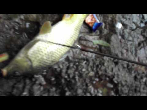 Sandra catching a carp