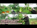 panen bermacam2 sayur di ladang u0026 kasih makan ikan di kolam hidup di desa banyak sayuran gratis