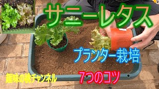 [Sunny Lettuce] 7 Tips for Growing in a Planter 25/10/6