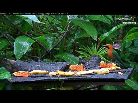 Gray-cowled Wood-Rail Displaces Rufous Motmot In Panama – July 24, 2019