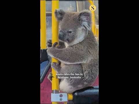 بمشهد طريف.. كوالا يستقل حافلة هربا من الزحام (صور) 