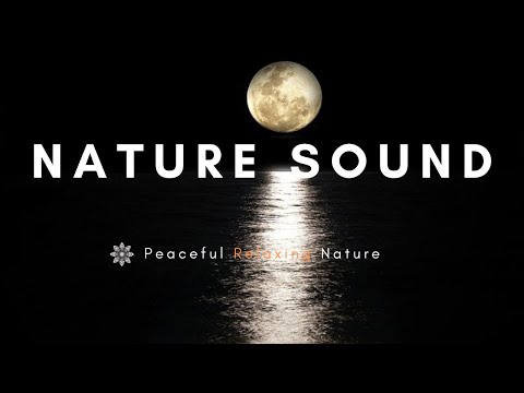 Ducks quacking, eating and splashing on the river - Relaxing Sounds of Nature #zenrelaxation #zen