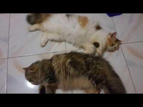 YES I HAVE TWO FLUFFY PERSIAN CATS a Calico and a Tabby!!! (Day 178)