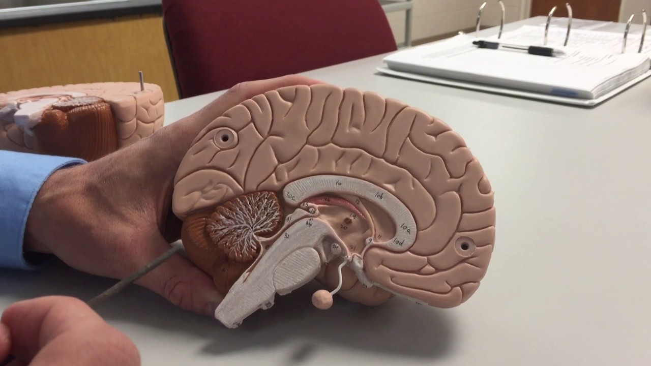 HGTC - Brain Model