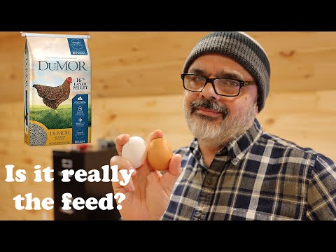 The Tractor Supply Chicken Feed No Eggs Nonsense. Is it True? Watch And Find Out
