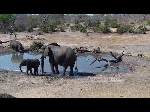 Djuma: Elephants, Hippo and Impalas - 14:11 - 10/07/19