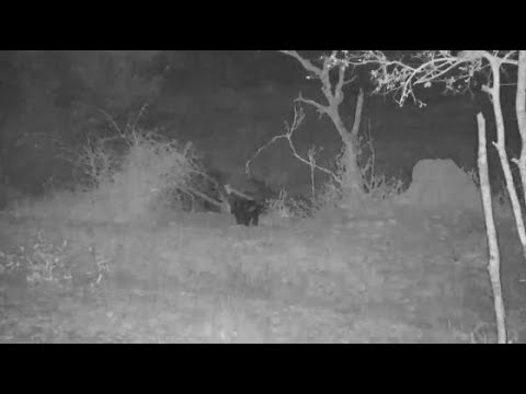 Djuma: Honey Badger - 23:50 - 10/29/19