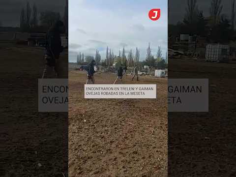 JORNADA MEDIOS - Encontraron en Trelew y Gaiman ovejas robadas en la meseta