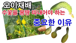 오이재배. 수꽃을 몽땅 따내어야 하는 중요한 이유 (오이 재배법, 박과 작물, 오이 수정, 오이 수확, 다다…