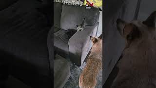 Download lagu Kittens meeting their father 😂 mp3