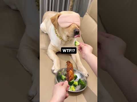 Dog reaction 😂 🤣 cheating..#cat #kittycomedy #funny #kitty #comedy #cutecomedy #shaababies