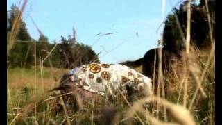 Karol Schwarz All Stars - Krasnoludki